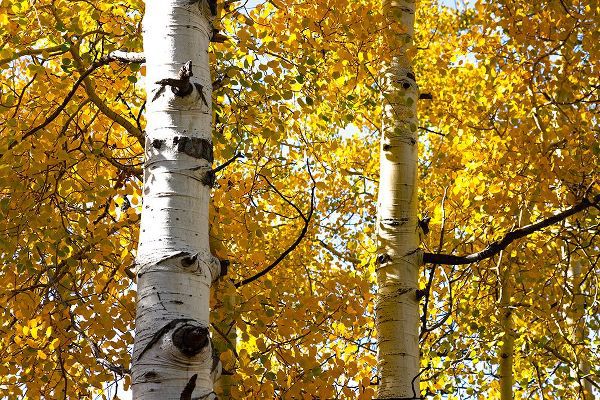 Ostrowitz, Mallorie 아티스트의 Aspen trees in autumn-Blake Trail-Colorado작품입니다.